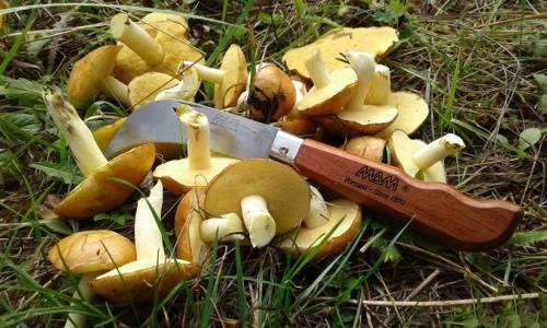 13 MAM Нож грибной и садовый Garden фото 2
